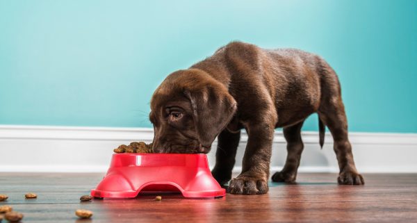 a puppy labrador eating dog food from his bowl