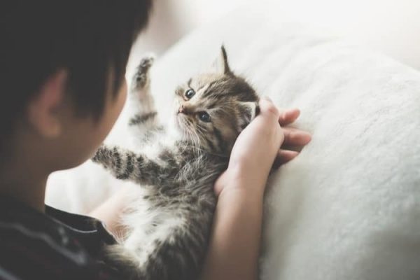 a boy petting a cute kitten