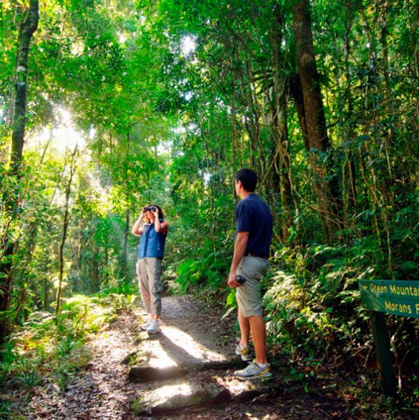 a couple taking pictures in a forest in lamington park