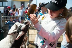 ipswich goat petting for families